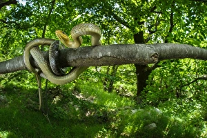 Aesculapian Snake (Zamenis longissimus) adult, coiled on branch in woodland habitat, Italy, June