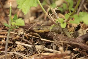 Aliens Prints: Aesculapian Snake (Zamenis longissimus) introduced species, adult, naturalised