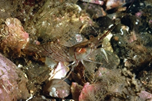 Highland Prints: Aesop Shrimp (Pandalus montagui) adult