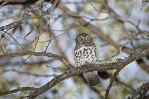 Mpumalanga Prints: African Barred Owlet (Glaucidium capense) adult