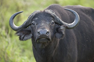 Flicks Prints: African Buffalo (Syncerus caffer) adult