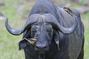 Buffaloes Prints: African Buffalo (Syncerus caffer) adult