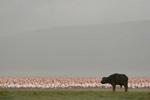 African Buffalo (Syncerus caffer) adult, with Lesser Flamingo (Phoenicopterus minor) flock in soda lake, during rainfall, Lake Nakuru N. P. Great Rift Valley, Kenya