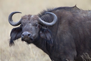 Serengeti Prints: African Buffalo (Syncerus caffer) adult female