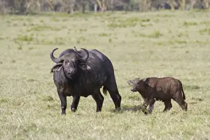 Buffaloes Prints: African Buffalo (Syncerus caffer) adult female with calf