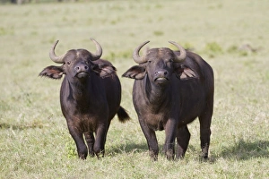 Buffaloes Prints: African Buffalo (Syncerus caffer) two adult females
