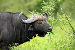 Buffaloes Prints: African Buffalo (Syncerus caffer) adult male