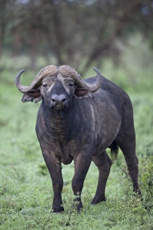 African Buffalo (Syncerus caffer) adult male, standing, Serengeti N. P. Tanzania, november