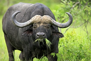 African Buffalo (Syncerus caffer) adult male, feeding on grass, Sabi Sabi Game Reserve, Kruger N. P. South Africa
