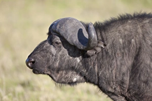African Buffalo (Syncerus caffer) adult male, close-up of head, Serengeti N. P. Tanzania, December