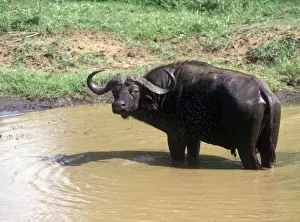 African Buffalo (Syncerus caffer) Bull at water hole/ surrounded by flies