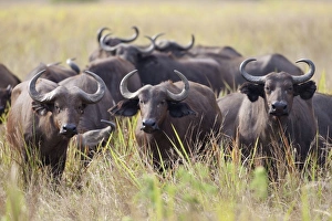 Buffaloes Prints: African Buffalo (Syncerus caffer) herd, standing in savannah, Queen Elizabeth N. P. Uganda