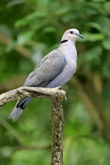 Pigeon Prints: African Collared Dove (Streptopelia roseogrisea) adult, perched on branch (captive)