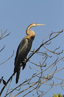 Snakebirds Prints: African Darter (Anhinga rufa) adult, perched on branch, Gambia, january