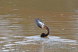 Killing Prints: African Darter (Anhinga rufa) adult