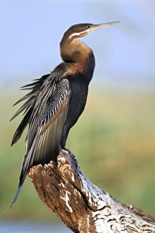 African Darter (Anhinga rufa) adult, standing on log, basking in early morning sunshine, Chobe N. P. Botswana