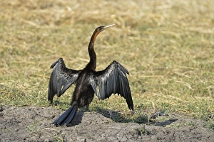 African Darter (Anhinga rufa) adult, drying wings, standing on bank, Kafue N. P. Zambia, September