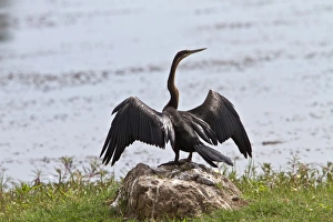 Rufa Prints: African Darter with wings spread - Botswana