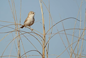 Saharan Prints: African Desert Warbler (Sylvia deserti) adult