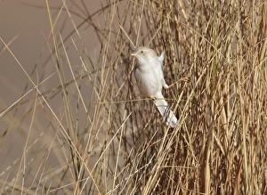 African Desert Warbler (Sylvia deserti) adult, perched on stems, near Erg Chebbi, Morocco, february