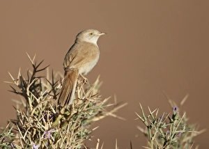 African Desert Warbler (Sylvia deserti) adult, perched on thorny bush, near Erg Chebbi, Morocco, february