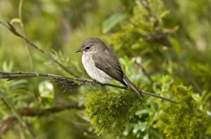 Cape Prints: African Dusky Flycatcher (Muscicapa adusta) adult
