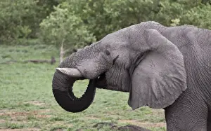 African Elephant drinking at Botswana water hole near Savuti