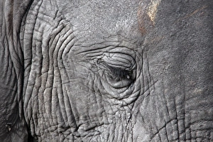 Grey Prints: African Elephant face showing small eye and eyelashes