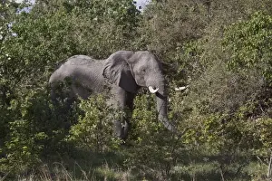Botswana Prints: African Elephant feeds in thick bush near Savuti Botswana
