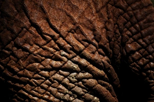 African Elephant (Loxodonta africana) adult, close-up of skin, Kenya, January