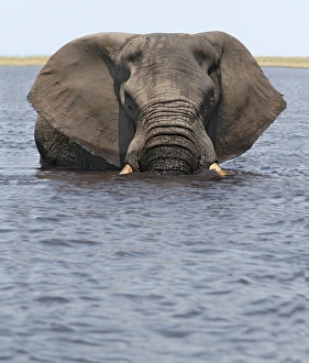 African Elephant (Loxodonta africana) adult, standing in water, Chobe River, Chobe N. P. Botswana