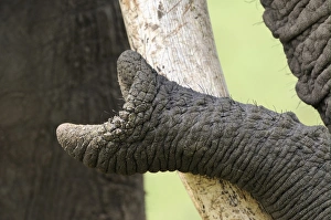 Details Prints: African Elephant (Loxodonta africana) adult