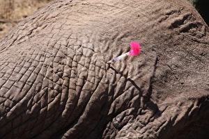 African Elephant (Loxodonta africana) adult, tranquilised with tranquiliser dart in skin, having bullet wounds treated by vet, Buffalo Springs National Reserve, Eastern Province, Kenya