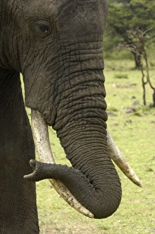 African Elephant (Loxodonta africana) adult, close-up of head, with trunk resting on tusk, Masai Mara, Kenya