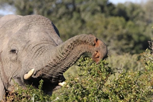 African Elephant (Loxodonta africana) adult, close-up of head, feeding on bush with wounded trunk, Eastern Cape