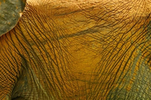 African Elephant (Loxodonta africana) adult, close-up of soil stained skin, Ruaha N. P. Tanzania