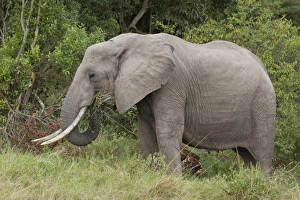 African Elephant (Loxodonta africana) adult, feeding on grass, Masai Mara, Kenya, August