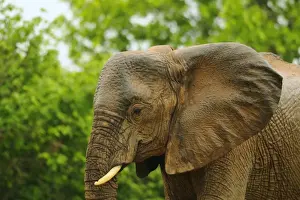 Elephants Prints: African Elephant (Loxodonta africana) adult female