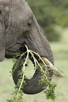 African Elephant (Loxodonta africana) adult female, close-up of head, feeding on acacia branch, Masai Mara, Kenya