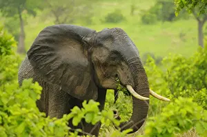 African Elephant (Loxodonta africana) adult female, close-up of head, with skin from rainfall, feeding, Ruaha N. P