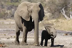 African Elephant (Loxodonta africana) adult female with calf, walking across dry riverbed, Botswana