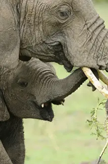 African Elephant (Loxodonta africana) adult female with calf, close-up of heads, feeding on acacia branch, Masai Mara