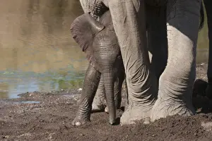 African Elephant (Loxodonta africana) adult female with young calf, at drying riverbed, Mashatu Game Reserve