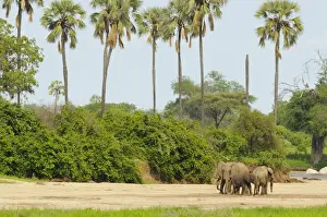 African Elephant (Loxodonta africana) adult females with calf, herd walking on dry riverbed in habitat, Ruaha N. P