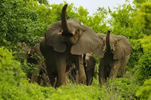 African Elephant (Loxodonta africana) adult females with calves, herd scenting air with trunks, standing in bush