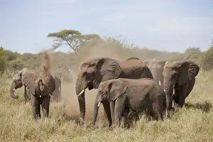 African Elephant (Loxodonta africana) adult females and calves, herd taking dustbath, Serengeti N. P. Tanzania, December