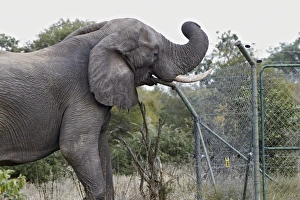 African Elephant (Loxodonta africana) adult male, damaging fence at solar-powered waterpump, Timbavati Game Reserve
