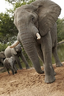 African Elephant (Loxodonta africana) adult male, females and calf, drinking at waterhole, Timbavati Game Reserve