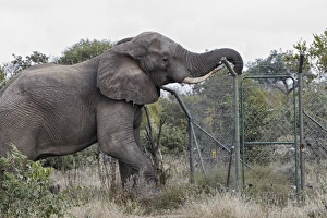 African Elephant (Loxodonta africana) adult male, damaging fence at solar-powered waterpump, Timbavati Game Reserve