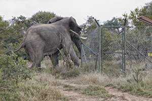 African Elephant (Loxodonta africana) adult male, damaging fence at solar-powered waterpump, Timbavati Game Reserve